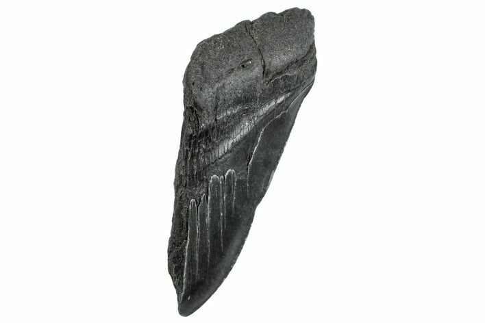 Partial Fossil Megalodon Tooth - South Carolina #293952